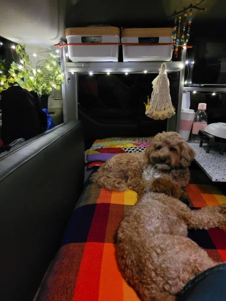 Mini-T Camper Van with Pups